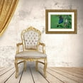 thumbnail image 3 of Fitzharris, Tim 24x17 Gold Ornate Wood Framed with Double Matting Museum Art Print Titled - Stellers Jay, 3 of 4