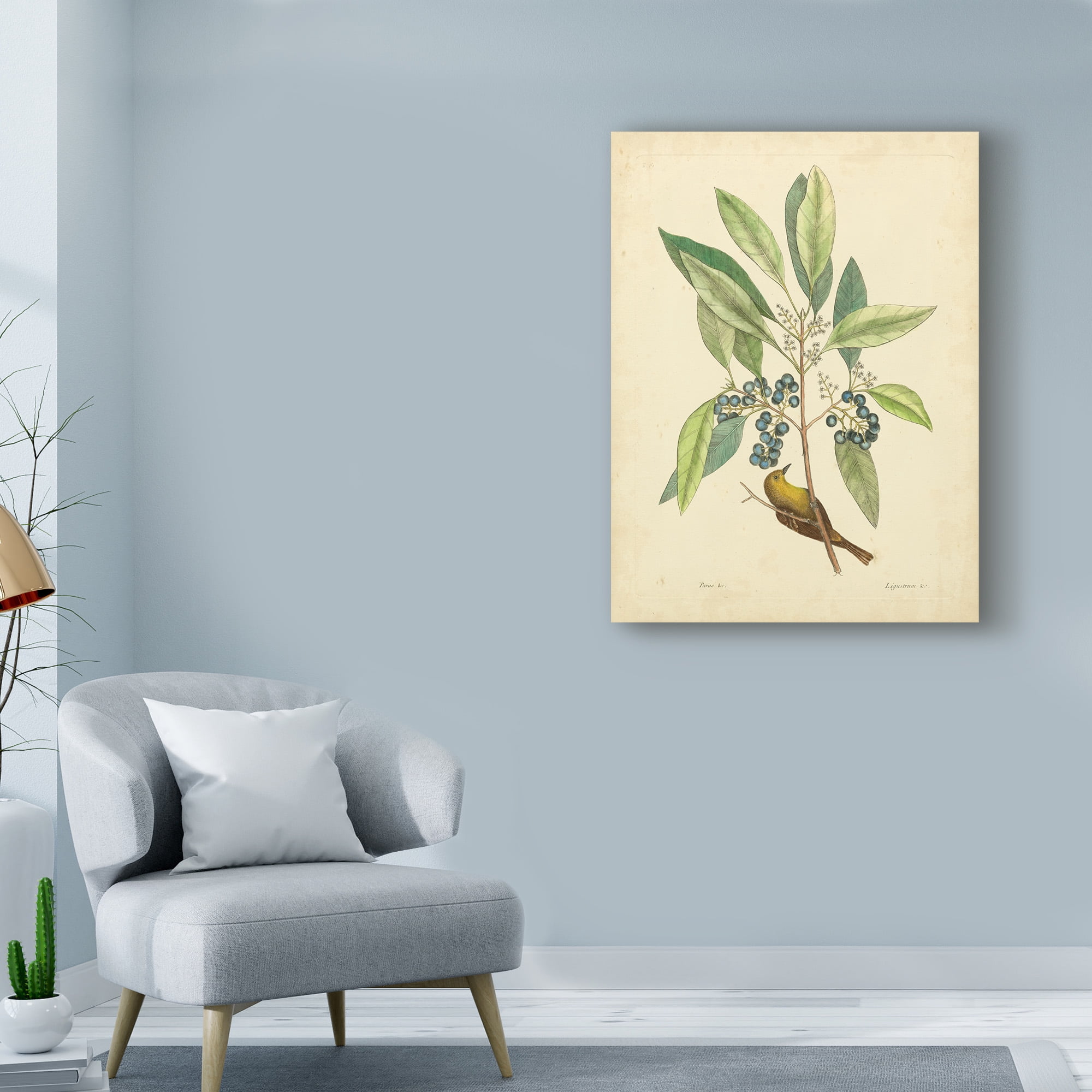 Trademark Fine Art 'Catesby Bird And Botanical V' Canvas Art by Mark Catesby