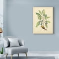 thumbnail image 3 of Trademark Fine Art 'Catesby Bird And Botanical V' Canvas Art by Mark Catesby, 3 of 4