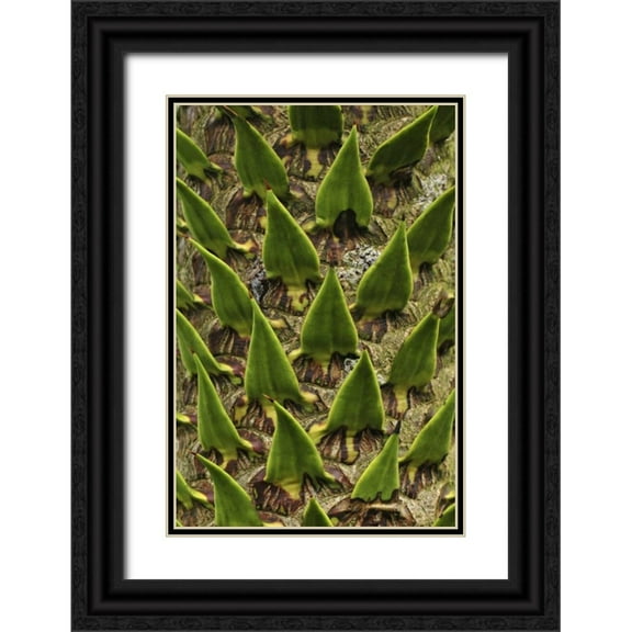 Terrill, Steve 23x32 Black Ornate Wood Framed with Double Matting Museum Art Print Titled - Oregon, Portland Trunk of monkey puzzle tree