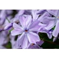 thumbnail image 2 of Engelbrecht, Lisa S. 14x11 White Modern Wood Framed Museum Art Print Titled - Creeping Phlox, 2 of 4