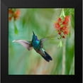 thumbnail image 2 of Fitzharris, Tim 20x20 Black Modern Framed Museum Art Print Titled - Green Violet T-Ear Hummingbird, 2 of 5