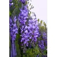 thumbnail image 3 of Royal Purple Wisteria - Fragrant Wisteria Live Plant, 3 of 4