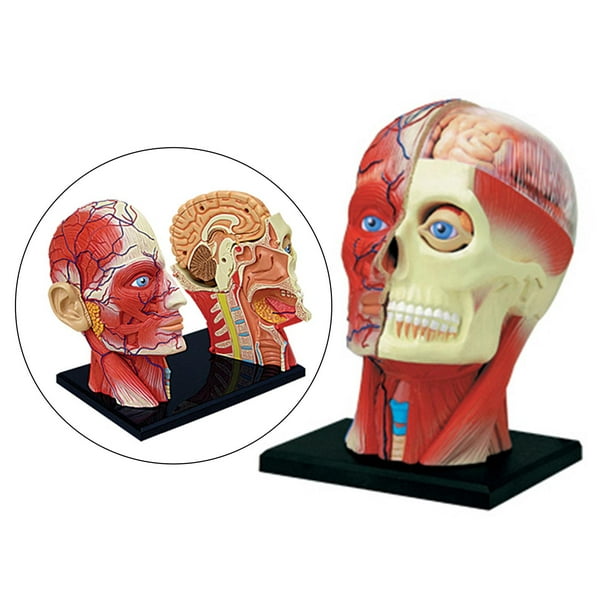 Modelo de Ensamblado en 4D Yotijar Juguete Educativo Cráneo Anatomía Extraíble Material Didáctico