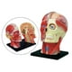 thumbnail image 1 of Modelo de Ensamblado en 4D Yotijar Juguete Educativo Cráneo Anatomía Extraíble Material Didáctico, 1 of 10