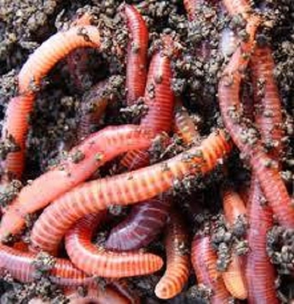 50 Live Trout Earthworms European Nightcrawler Red Wiggler Pet Food and Fishing Bait