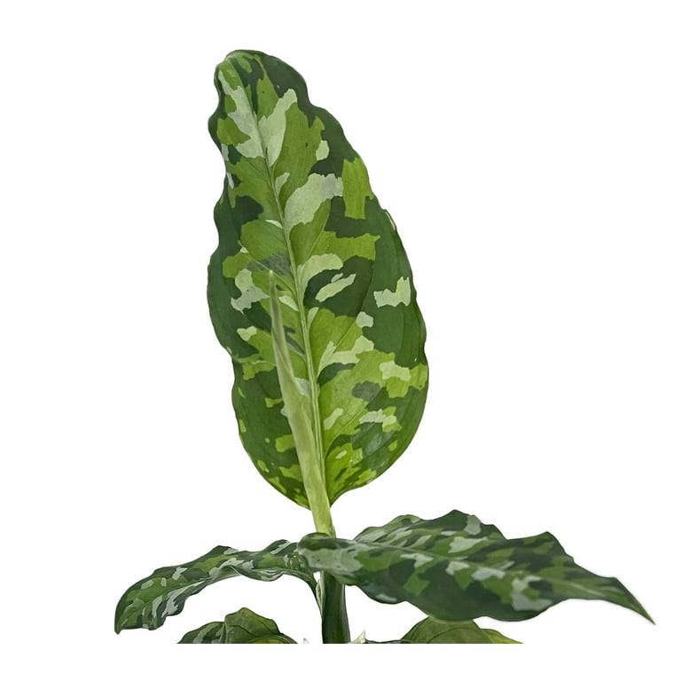Tricolor Chinese Evergreen Plant - Aglaonema pictum Tricolor Chinese Evergreen Plant - Aglaonema pictum