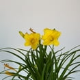thumbnail image 2 of Expert Gardener Happy Returns Daylily (2.5 Quart) Yellow Blooming Perennial - Full Sun Live Outdoor Plant, 2 of 8