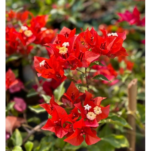Set 2 Flame Bougainvillea Plants 4-7" Tall for Planting, Red to Orange Bougainvillea Flower Plant, Flower Vine Plant Indoor Outdoor