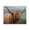 Scottish Highland Cattle Landscape, variant on Stupell Industries Rustic Lodge Horned Highland Cow Gazing Canvas Art, 20 x 16, by Julia Frost