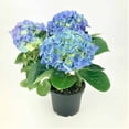 thumbnail image 1 of Rainbow 6-inch Hydrangea | Bright Colours | Large Foliage | Live Plant | Partial Shade, 1 of 2