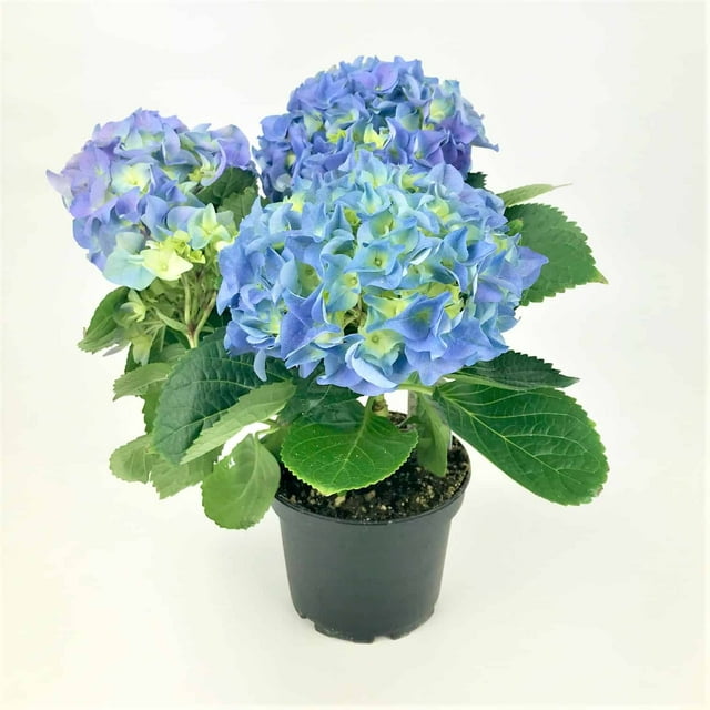 Rainbow 6-inch Hydrangea | Bright Colours | Large Foliage | Live Plant | Partial Shade