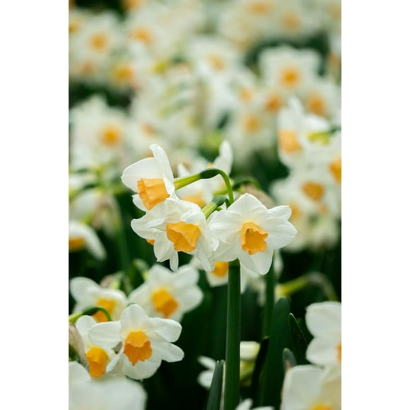 TASC Narcissus Flower Bulbs-Narcissust Tazetta Kapiti Peach(10 Bulbs)
