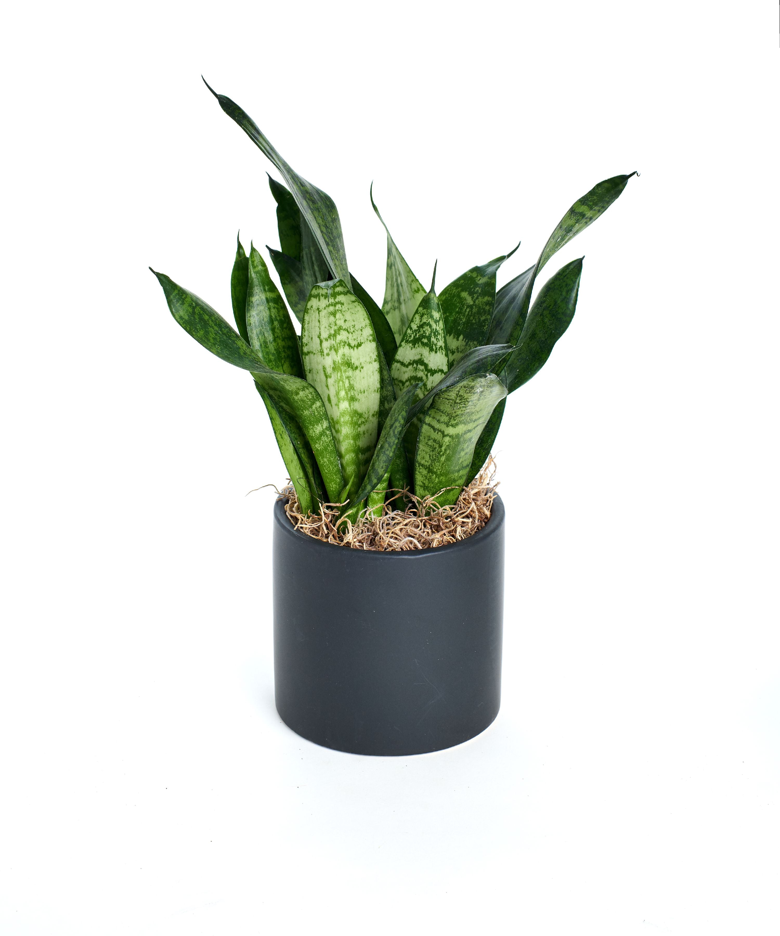 Live Robusta Snake Plant in Ceramic Pot, 5" House Plant Air