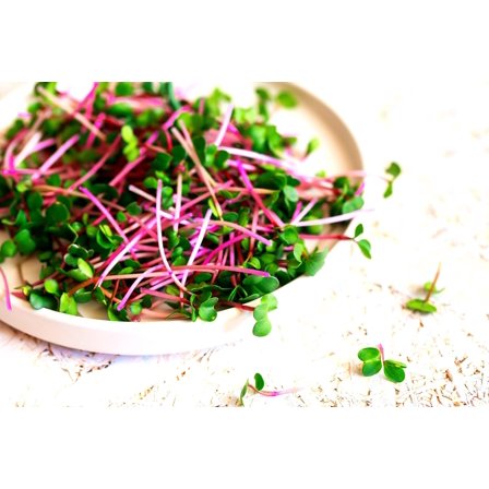 Radish Sprouts Seed (250 Seeds) Easy and Fast Growing, Very Healthy Microgreens