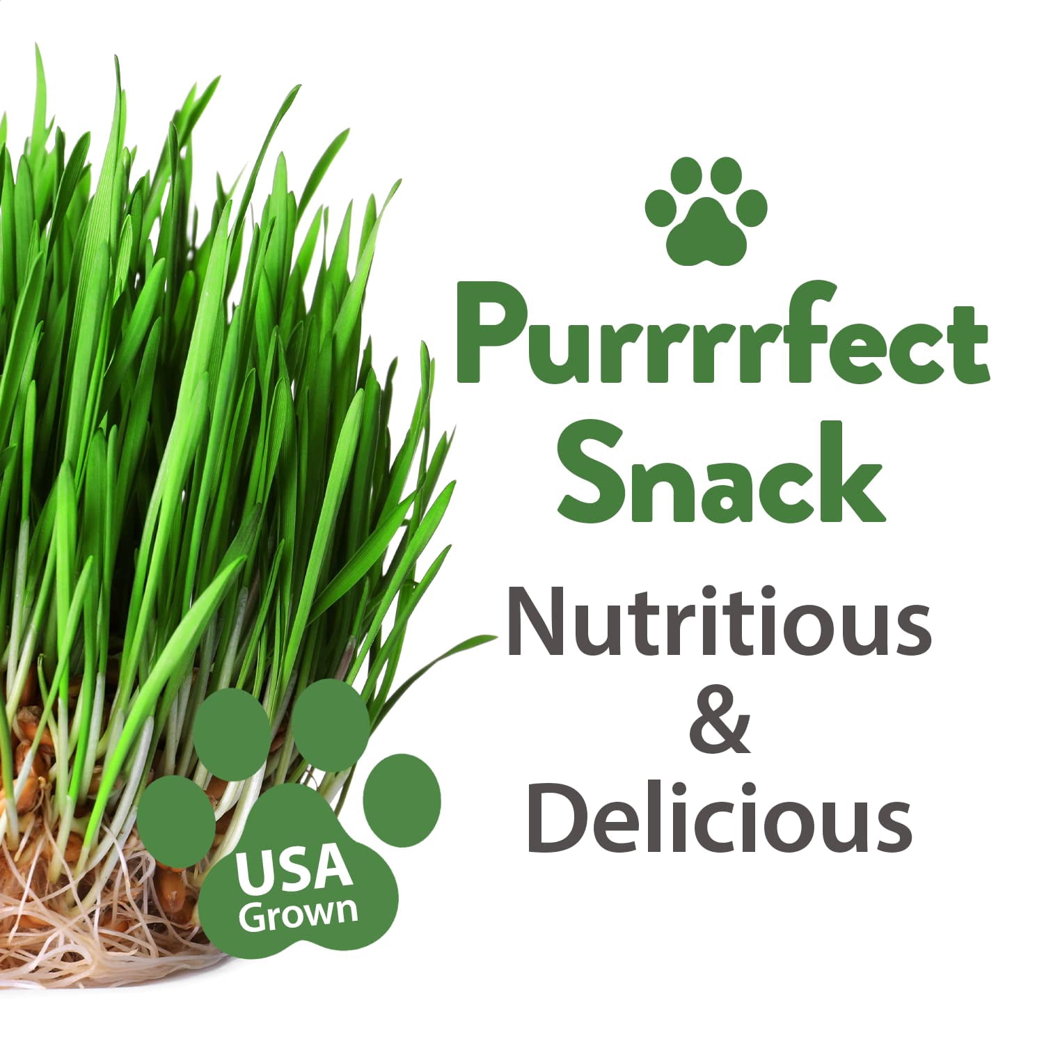 1 Pound Cat Grass Seeds for MVR1&nbsp;Cat & Kittens - Heirloom | Grow Fresh Kitty Grass for Chewing | Pet Grass for Cats Indoor Garden | Wheatgrass Seeds for Pets | Healthy Cat Greens