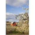 thumbnail image 1 of Great BIG Canvas | Rolled Craig Tuttle Poster Print entitled Apple Blossom Trees And A Red Barn; Oregon, USA, 1 of 4