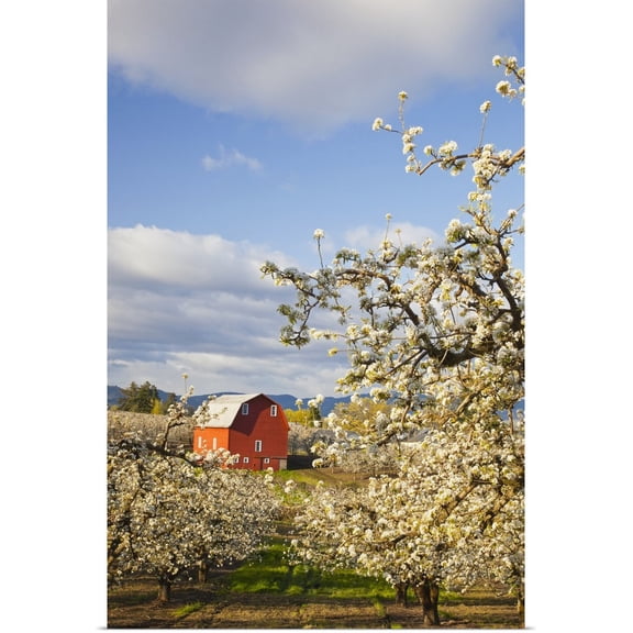 Great BIG Canvas | Rolled Craig Tuttle Poster Print entitled Apple Blossom Trees And A Red Barn; Oregon, USA