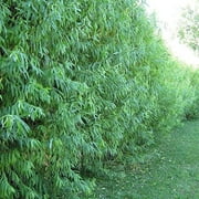 10 Austree Hybrid Willow Trees, Fastest Growing Shade or Privacy Tree - Austree Hybrid Willow Tree - 10 Live Trees