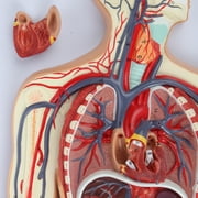 Axis Scientific Human Circulatory System Model, Half Life-Size, Realistic, Detailed Arteries and Veins Model with Thoracic Organs, Includes a Product Manual