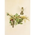 thumbnail image 2 of Robert Ridgway 14x18 Gold Ornate Wood Frame and Double Matted Museum Art Print Titled - The North American Vogelwelt Pl35 (1891), 2 of 4