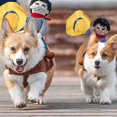 thumbnail image 3 of Pet Ideas Funny Horse Riding Cowboy Rider Clothes Funny Pet Clothes Dog Clothe, 3 of 5
