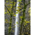 thumbnail image 2 of Wild, Jamie and Judy 12x14 Black Ornate Wood Framed with Double Matting Museum Art Print Titled - Oregon-Columbia River Gorge National Scenic Area-Latourell Falls and Big Leaf Maple trees, 2 of 4