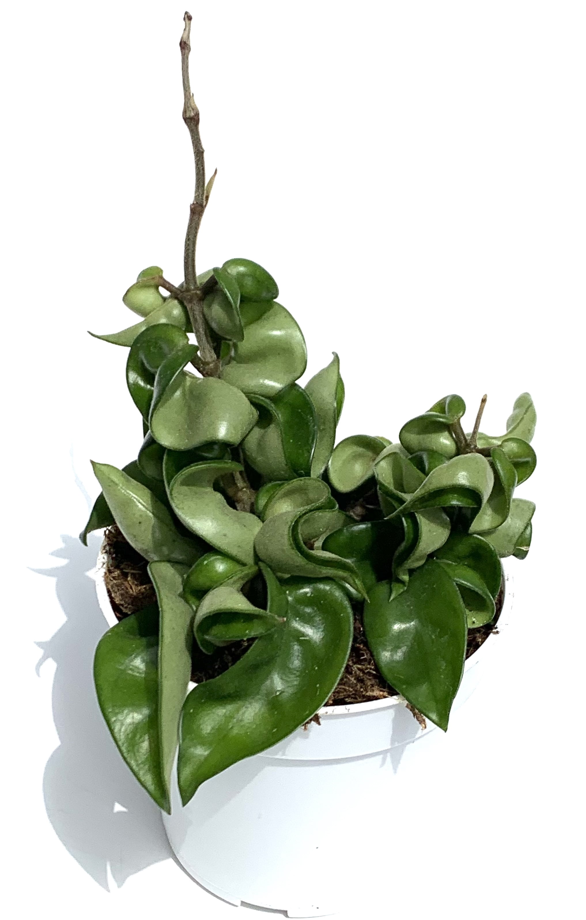 Hoya Hindu Rope House Plant Live Potted