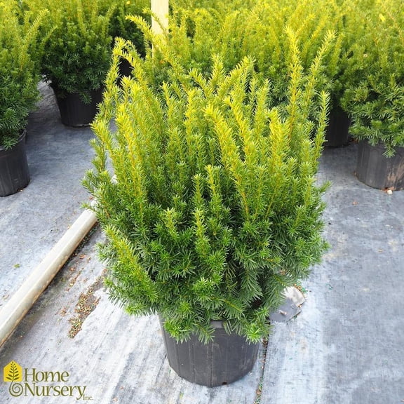 Dense Spreading Anglojap Yew-Evergreen Shrub-Great for Foundation Plantings 15/18" h, 10/12" w 3 Gallon