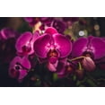 thumbnail image 2 of Mossholder, Tim 14x11 Black Ornate Wood Framed with Double Matting Museum Art Print Titled - Hot Pink Orchid, 2 of 4
