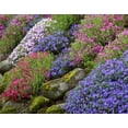 thumbnail image 2 of Terrill, Steve 32x26 Gold Ornate Wood Framed with Double Matting Museum Art Print Titled - OR, Portland, Slope of multicolored flower, 2 of 4