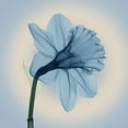 thumbnail image 2 of Anonymous 15x15 Black Ornate Wood Framed with Double Matting Museum Art Print Titled - Veiled Blossom, Blue, 2 of 4