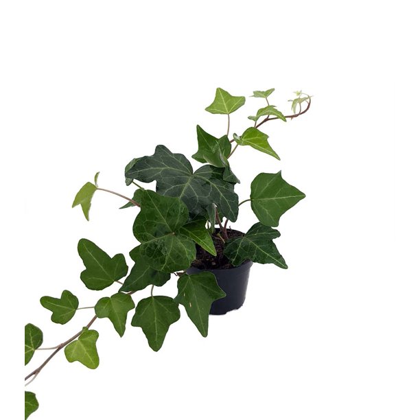 Misty Ivy Hedera 2.5" Pot Easy to Grow, Indoors