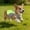 Green, variant on Cooling Vest Harness Cooler Jacket with Adjustable Zipper Dog Cooling Vest Dog Harness Cooler Jacket , for Walking Dog, Outdoor Camping and Hunting Training.(S 13.8")
