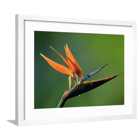 Paradise Costa Rica - Bird of Paradise Flower (Strelitzia), Costa Rica Framed Print Wall Art By Gregory Basco