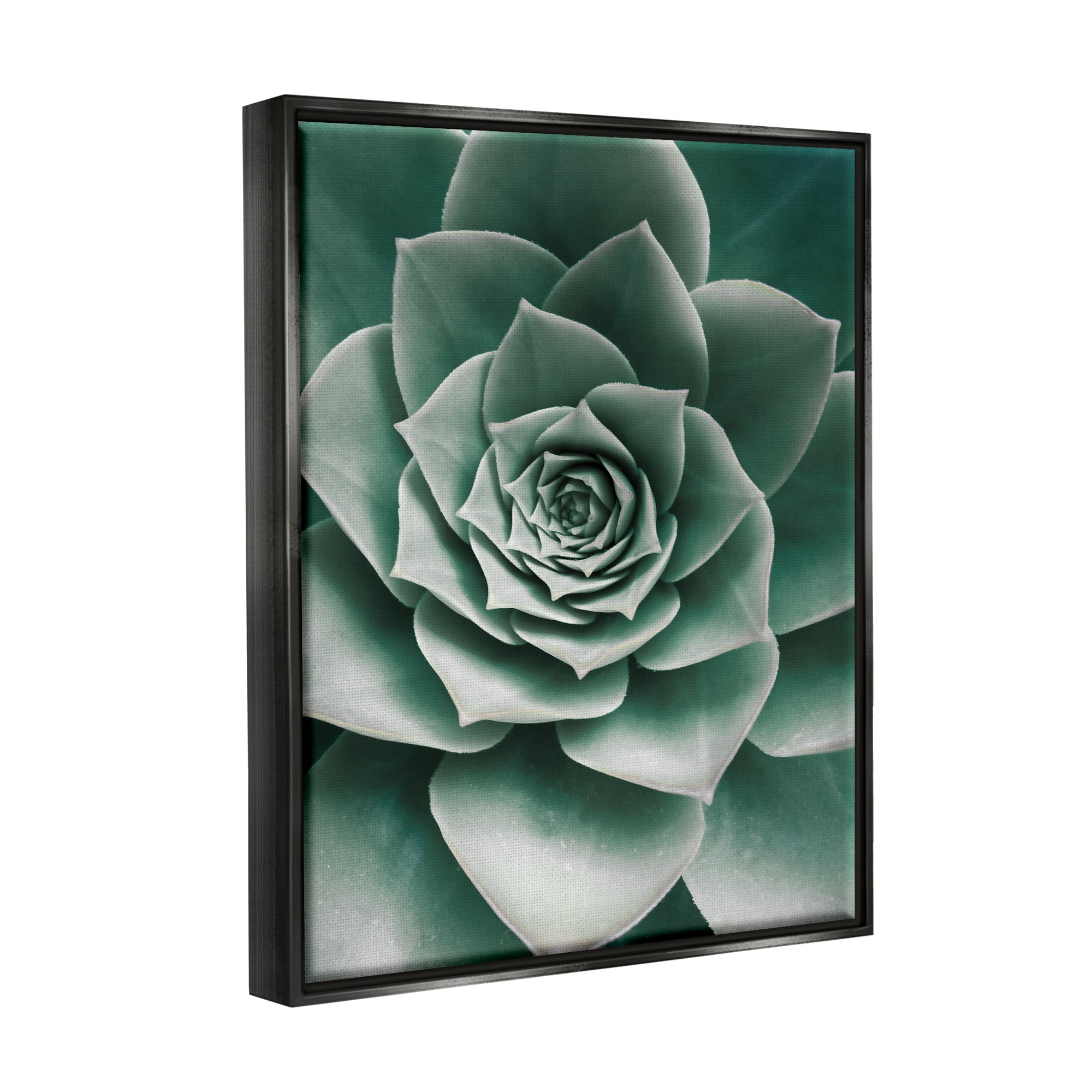 Stupell Industries Green Succulent Photography Botanical & Floral Photography Black Floater Framed Art Print Wall Art, 25 x 31