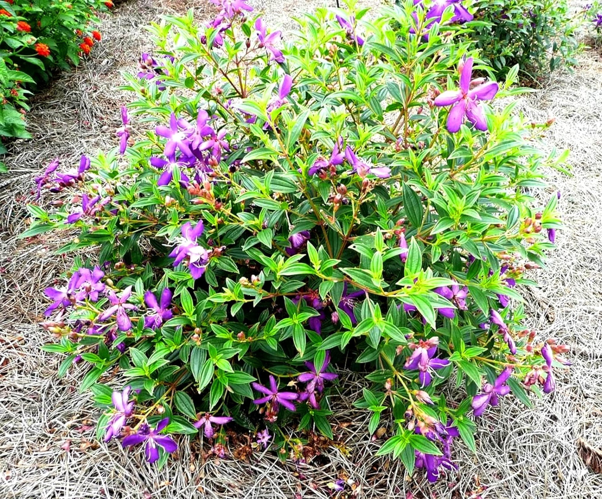 Tibouchina Dwarf Princess Flower I 10 Live Plants I Lepidotal Compact Size, Eye-Catching Purple Blooms, Heat-Tolerant, Ideal for Small Gardens and Containers