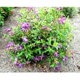 thumbnail image 3 of Tibouchina Dwarf  3 Extra Large 3 Gallon Plants  Tibouchina granulosa Compacta  Vibrant Purple Blooms  Garden Showstopper, 3 of 8