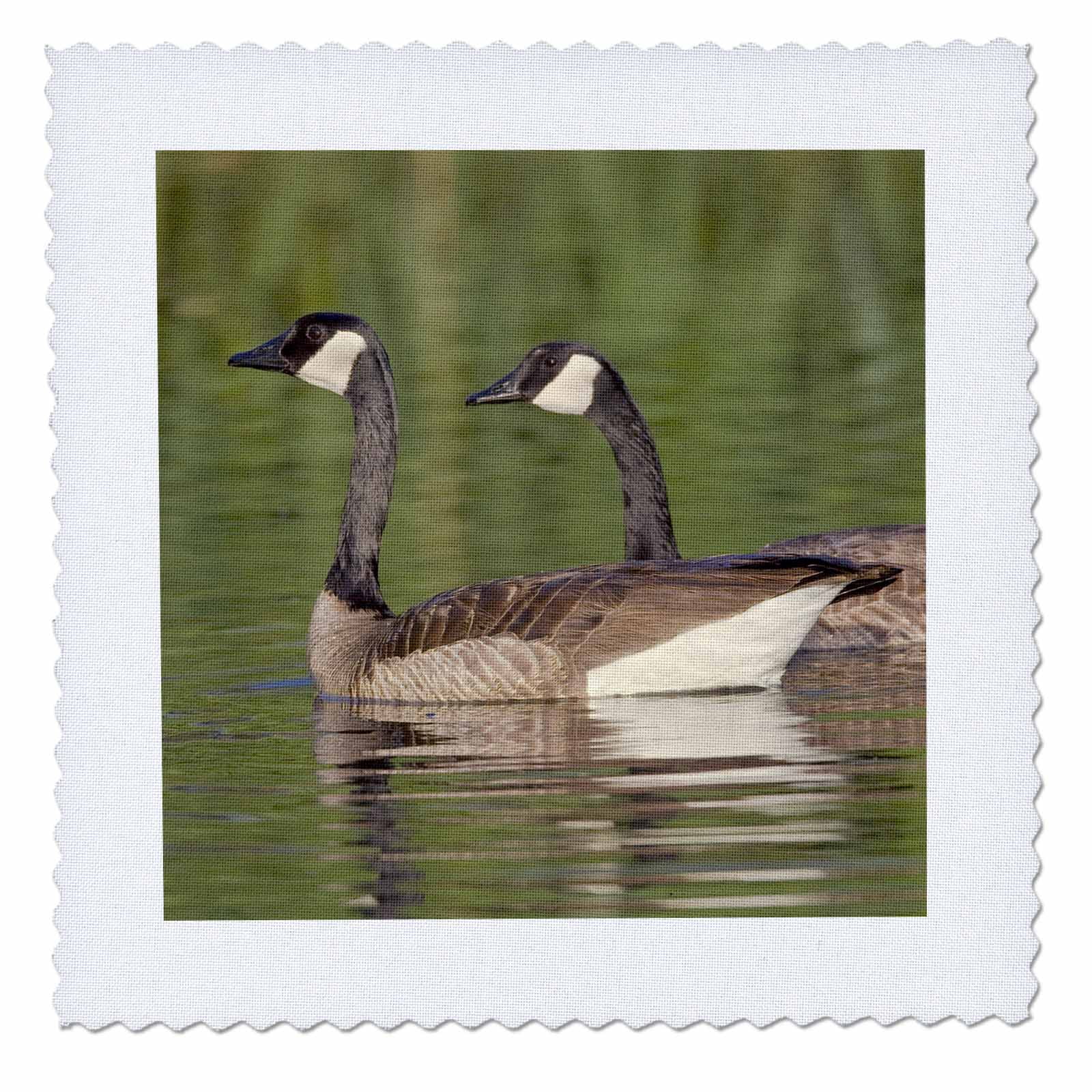 3dRose Canada geese Bird Viewing Preserve Nevada US29 MPR0071 Maresa Pryor Quilt Square 10 by 10 inch Walmart