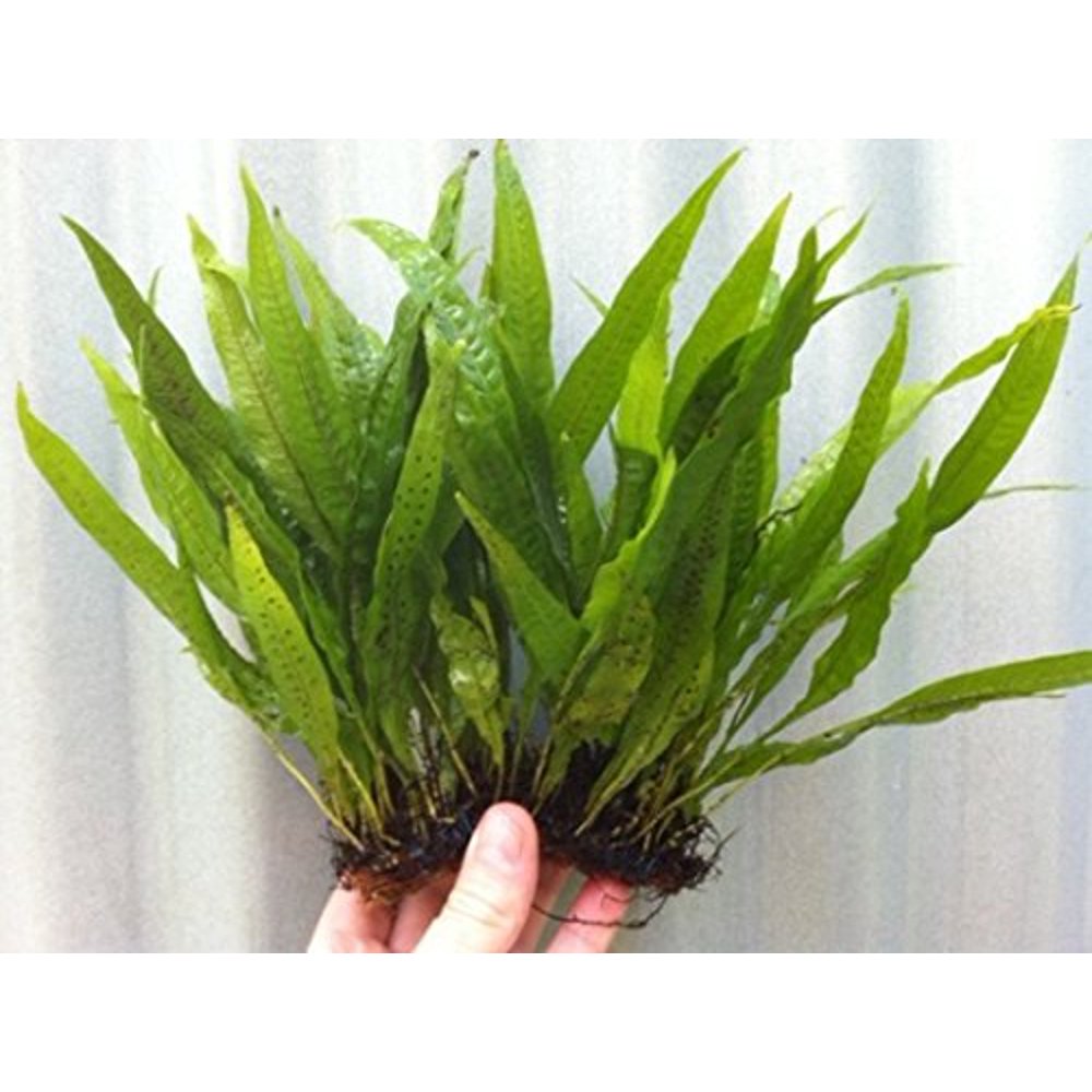 Java Fern on 5 x 3 Mat Microsorum Pteropus Easy Tropical Live