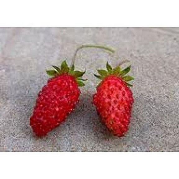 Strawberry Alpine Ruegen BULK 1,000 Seeds (Fragaria Vesca) Great Heirloom Vegetable