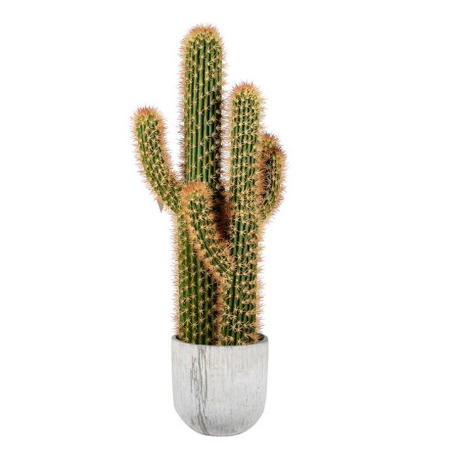Vickerman FH181601 Aloe Vert et Jaune dans un Pot en Béton