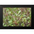 thumbnail image 2 of Berzel, Erin 14x11 Black Modern Framed Museum Art Print Titled - Spring Leaves I, 2 of 5