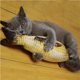 thumbnail image 5 of 5 piezas de juguetes de peluche de pez simulado para masticar, divertidos muñecos de peluche para mascotas, almohada de peluche de menta para gato, tamaño de mascota M, 5 of 6
