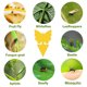 thumbnail image 5 of Trampas adhesivas para moscas, frutas, plantas protectoras de mosquitos de doble cara (mariposa), 20 piezas, 5 of 6