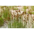thumbnail image 3 of 1000 SOFT RUSH (Common Rush) Juncus Effusus Ornamental Grass Seeds, 3 of 10