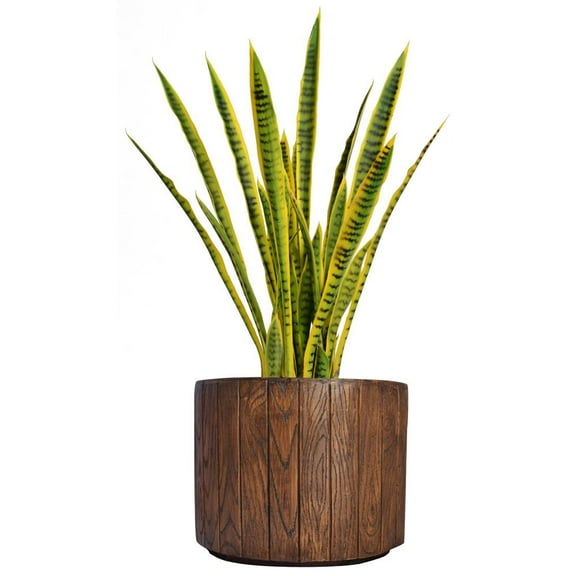 40 in. Snake Plant in Planter