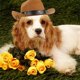 thumbnail image 4 of Sombrero vaquero vaquero para mascotas - Diadema desmontable, ajuste regulable y remaches en forma de estrella - Accesorio de moda para perros/gatos en fiestas/fotos, 4 of 4