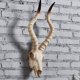 thumbnail image 2 of Resina Long Horned Decor Skull Decoración de Halloween Montaje en pared Decoración colgante de pared 3D Skull Sheep Head Escultura de pared para l 565x215x13cm Fernando escultura de pared, 2 of 8