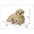 thumbnail image 4 of BABY LABRADORS PLAYING, 4 of 4